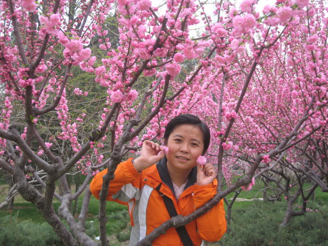 妞妞——春风何处最如意  樱花映红玉渊潭.jpg