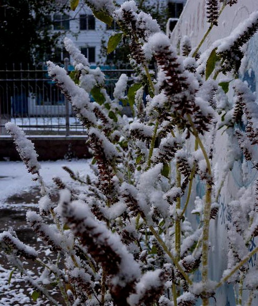 我的家乡下雪了，冬天又来了！