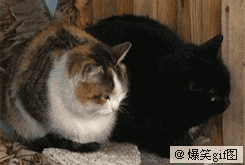 96ad8396a176c9be0acf486c99f1954f7738.gif