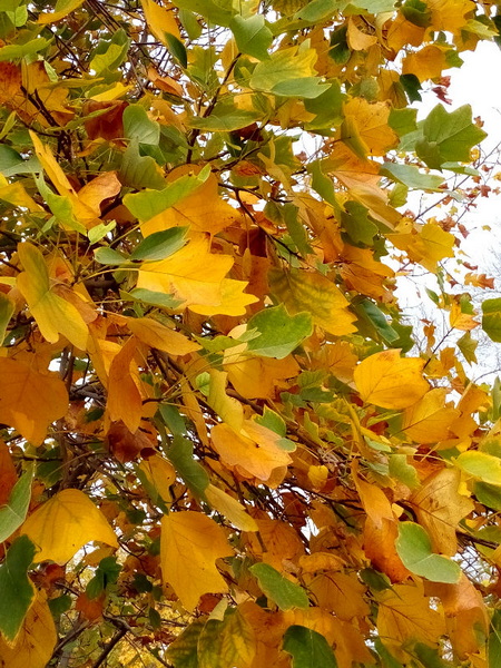 IMG_20141024_113849.jpg