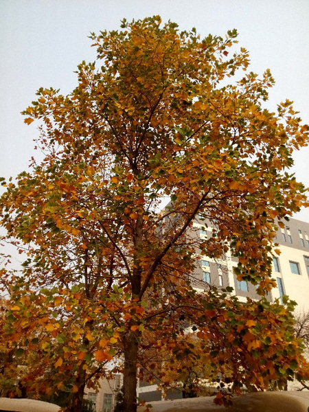 IMG_20141024_113759.jpg