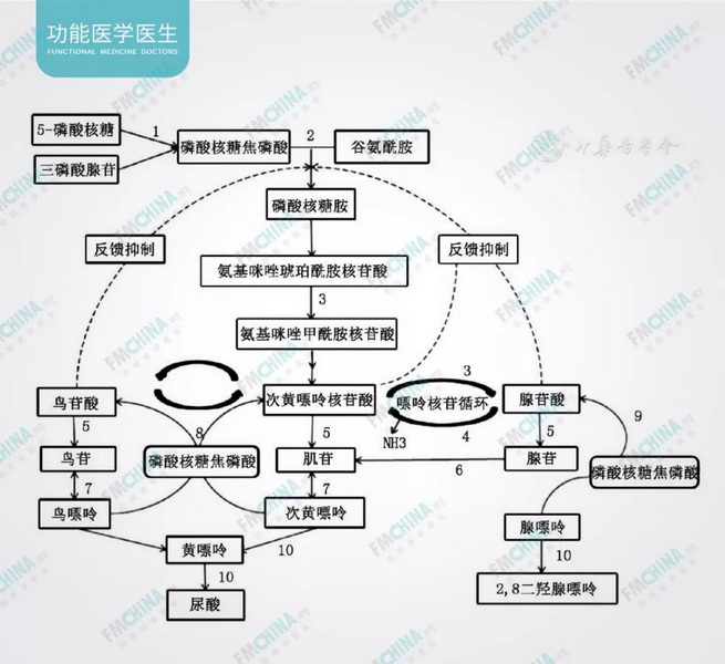 图1 核苷酸代谢路径.jpg