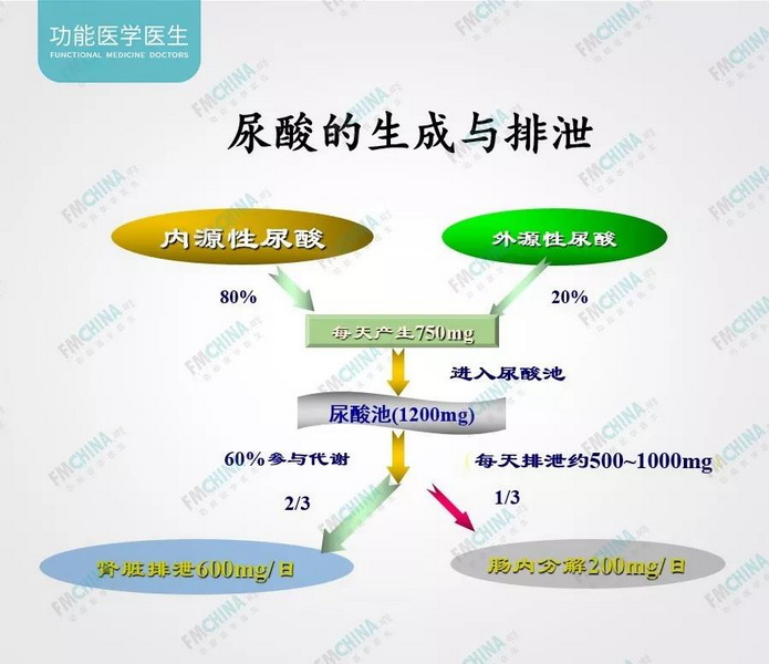 图2 尿酸的生成与排泄.jpg