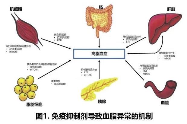 图1 免疫抑制剂导致血脂异常的机制.jpg
