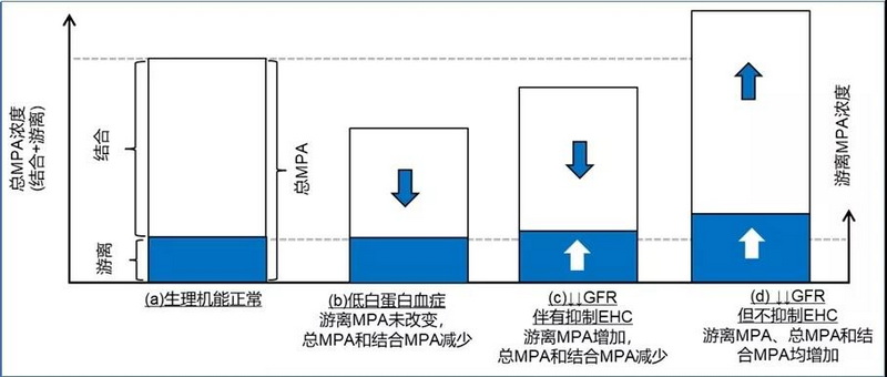 图2 不同生理条件下游离 MPA 与总 MPA 的暴露的变化.jpg