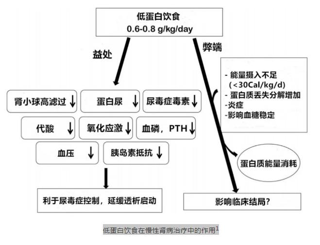 2 低蛋白饮食在慢性肾病治疗中的作用.jpg