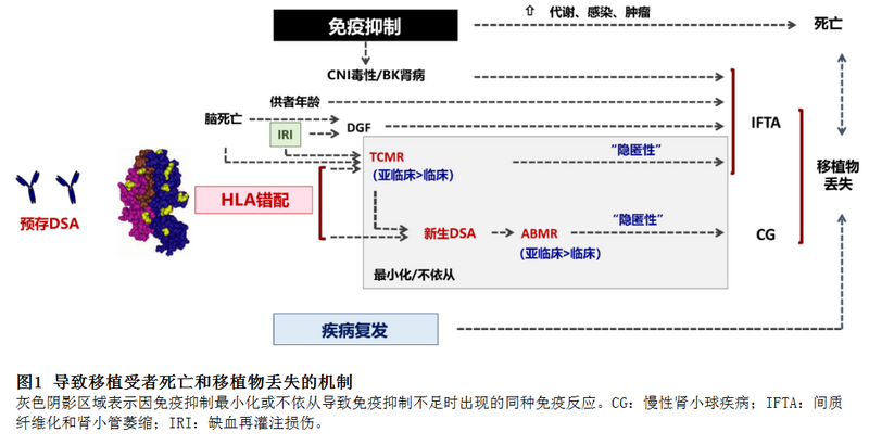 图1-1 导致移植受者死亡和移植物丢失的机制.png