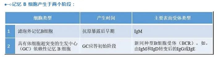 1 记忆B细胞产生于两个阶段.jpg