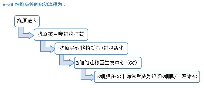 3 B细胞应答的启动流程.jpg