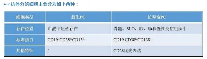 2 抗体分泌细胞主要分为两种.jpg