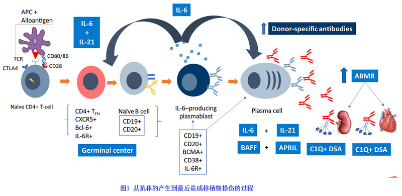 图1 从抗体的产生到最后造成移植物损伤的过程.png