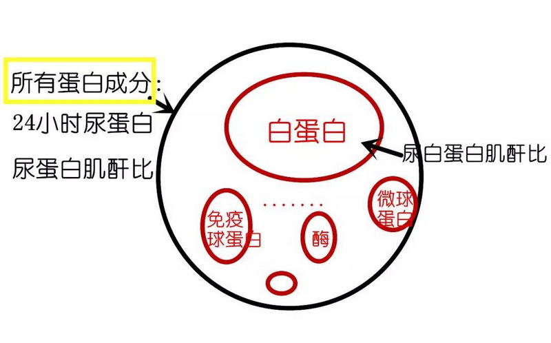 6 尿蛋白成分.jpg