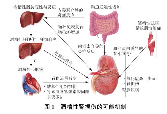 图1 酒精性肾损伤的可能机制.jpg