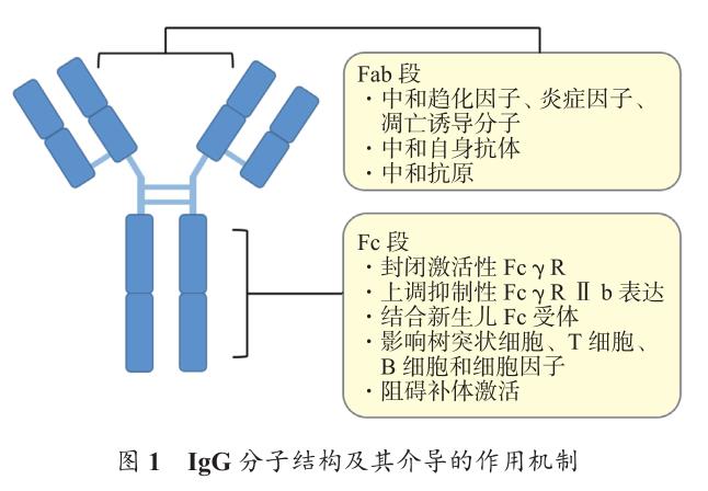 图1 IgG分子结构及其介导的作用机制.jpg