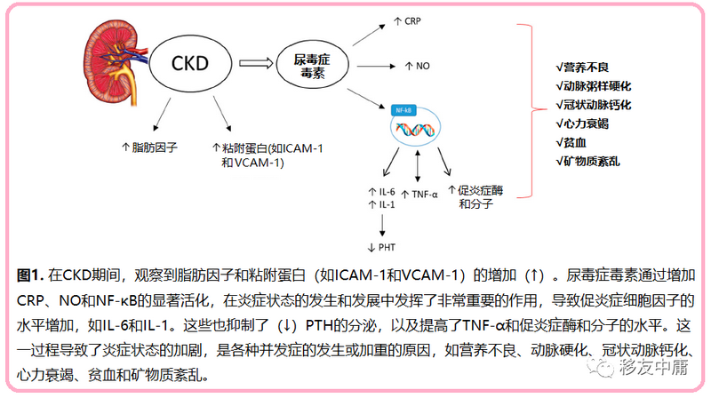 图1 与CKD的进展有关的炎症标志物.png