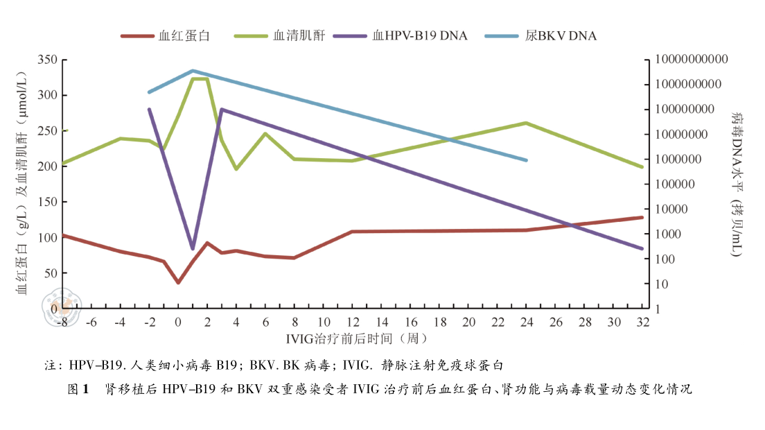 图1 肾移植后hpv-b19和bkv双重感染受者ivig治疗.png
