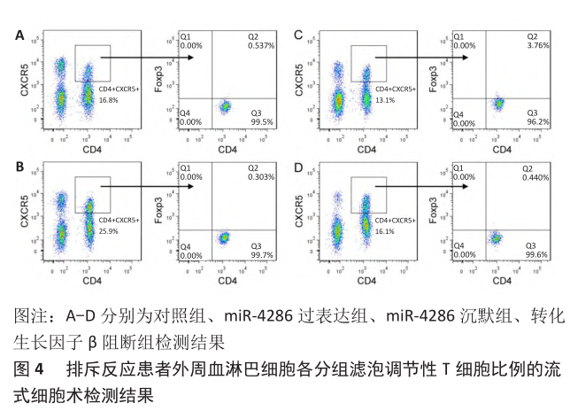 图4 排斥反应患者外周血淋巴细胞各分组滤泡调节性t细胞比例的流式细胞术检测结果.png