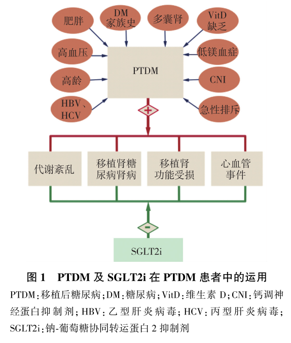 图1 ptdm及sglt2i在ptdm患者中的运用.png
