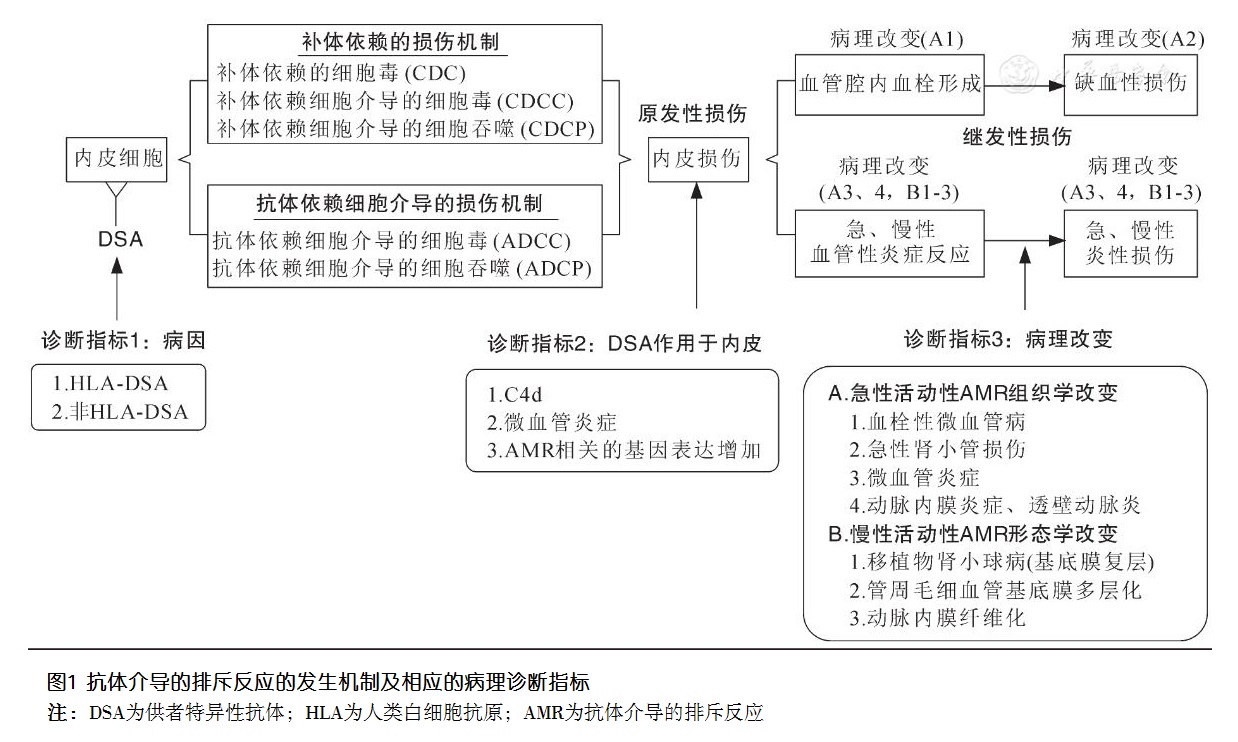 图1 抗体介导的排斥反应的发生机制及相应的病理诊断指标.jpg