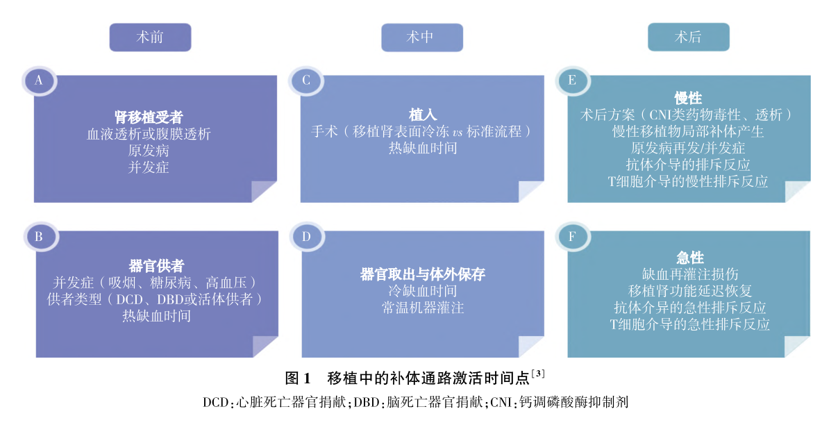 图1 移植中的补体通路激活时间点.png