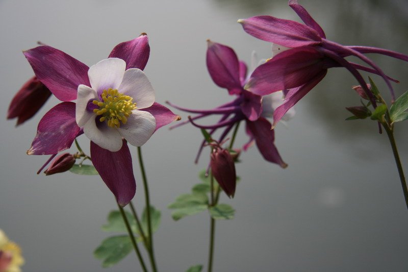 草花