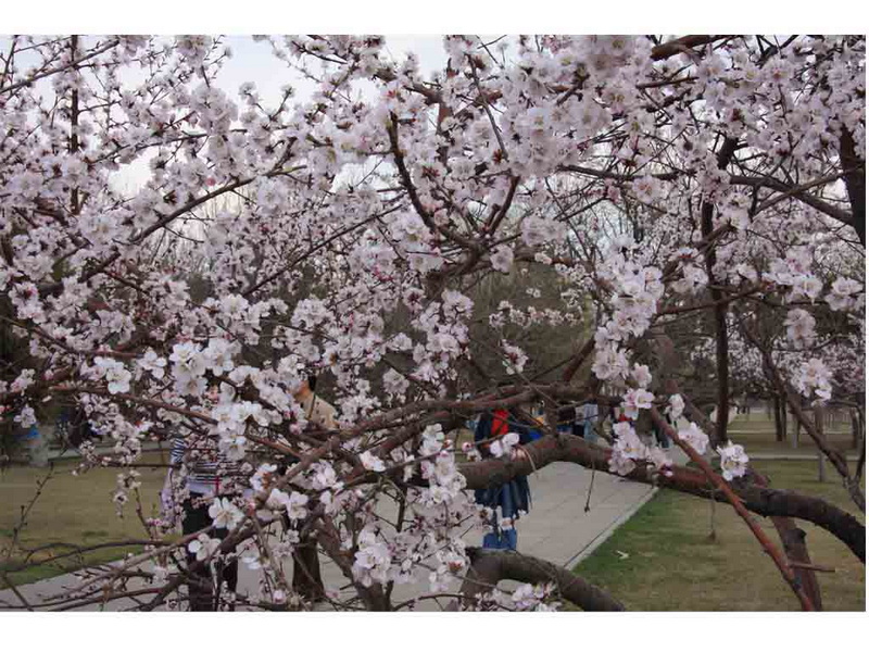 春暖花开了去公园逛逛