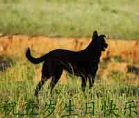 发两张