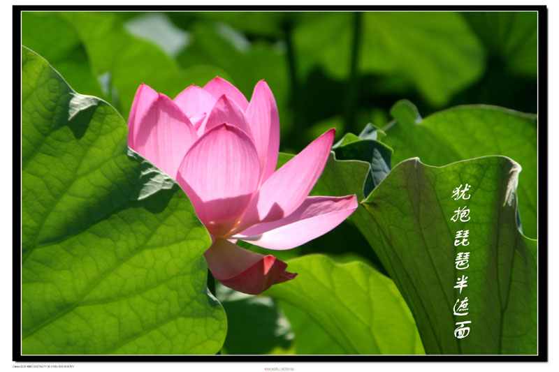 ［原］荷花
