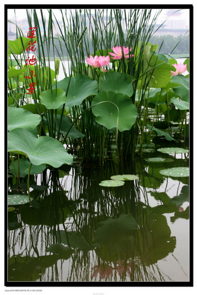 ［原］荷花
