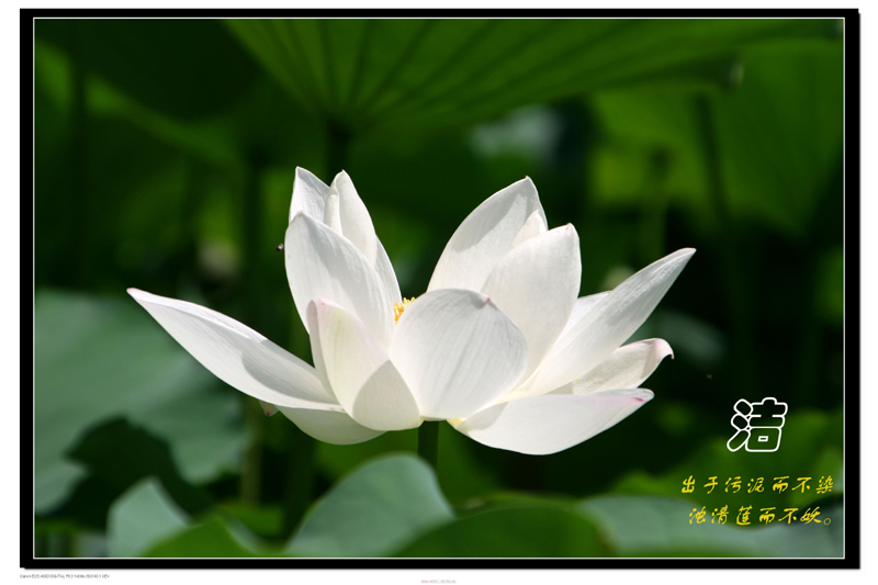 ［原］荷花