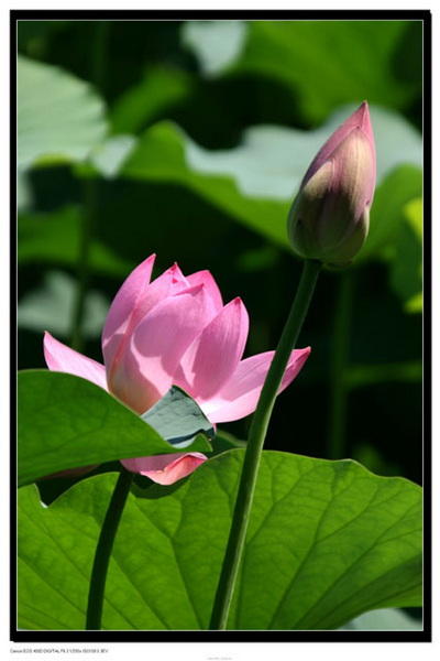 ［原］荷花