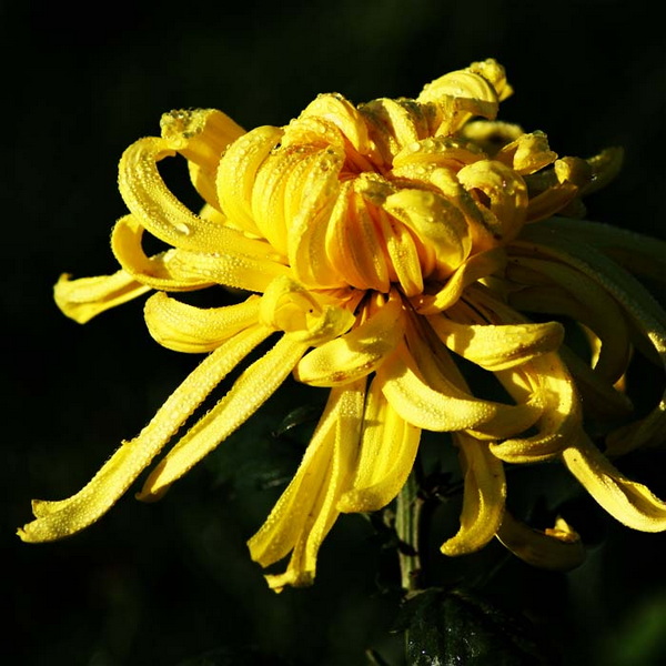菊