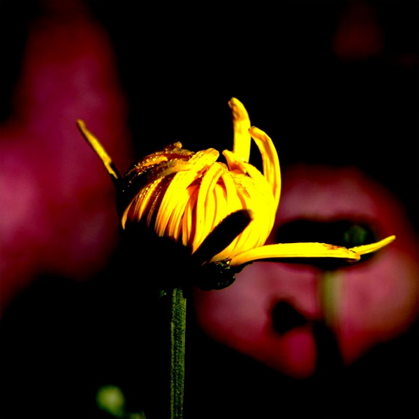 菊