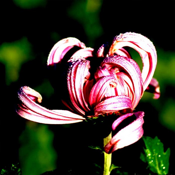 菊