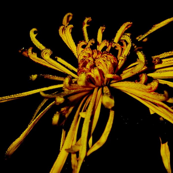菊