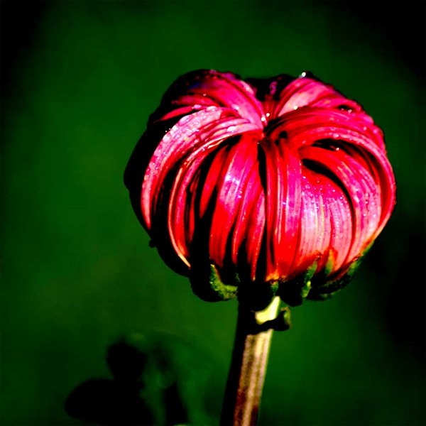 菊